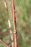 Virginia saltmarsh mallow